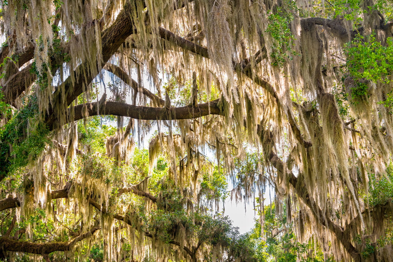 Spanish moss hangs from trees