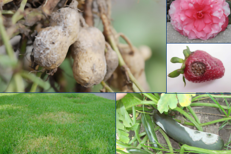 various plant diseases