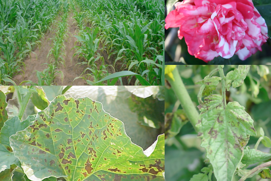 various plant diseases