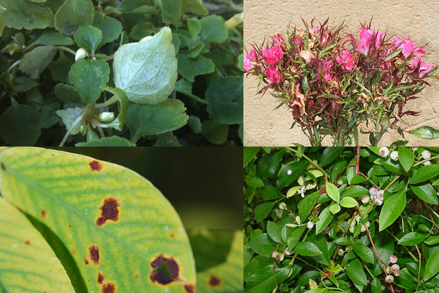various plant diseases
