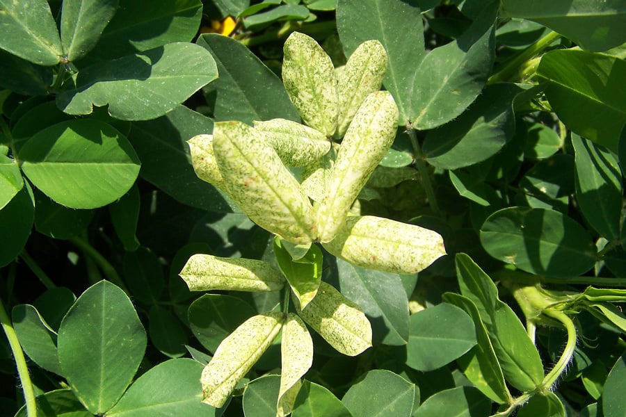 tomato spotted wilt virus in peanut