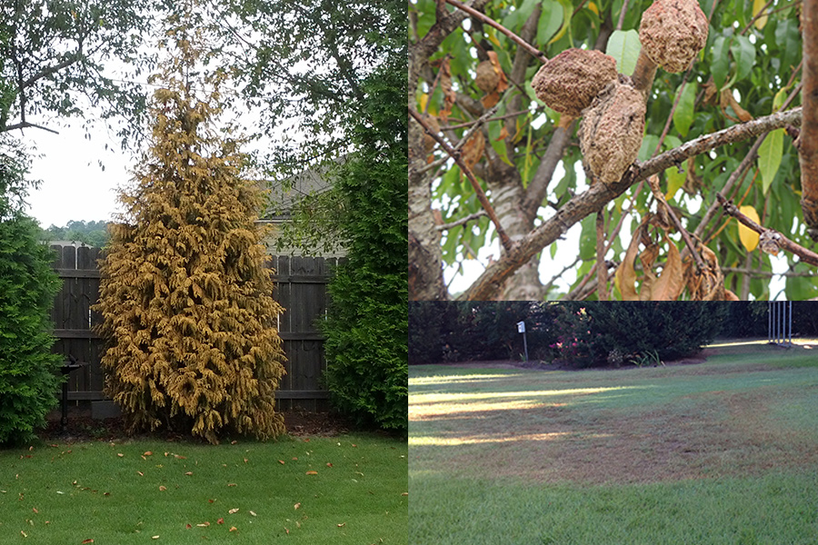 various plant diseases