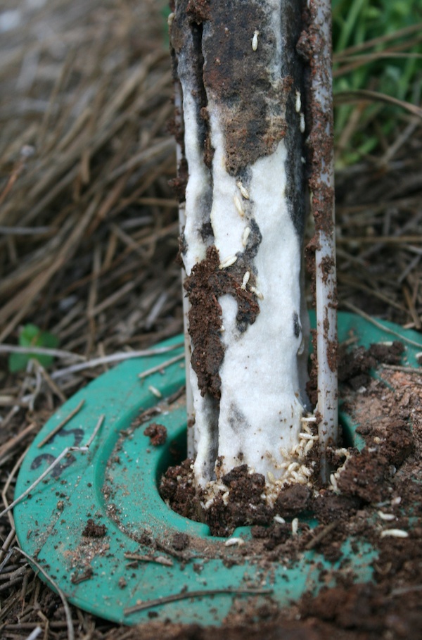 Gallery image 1 of 2