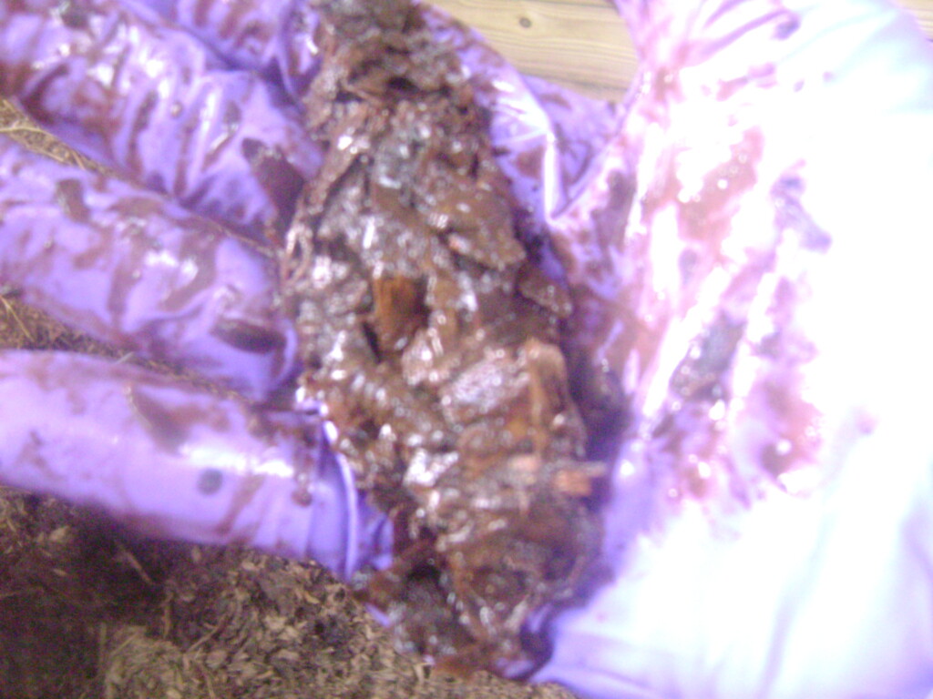Gloved hand holding compost that is too wet