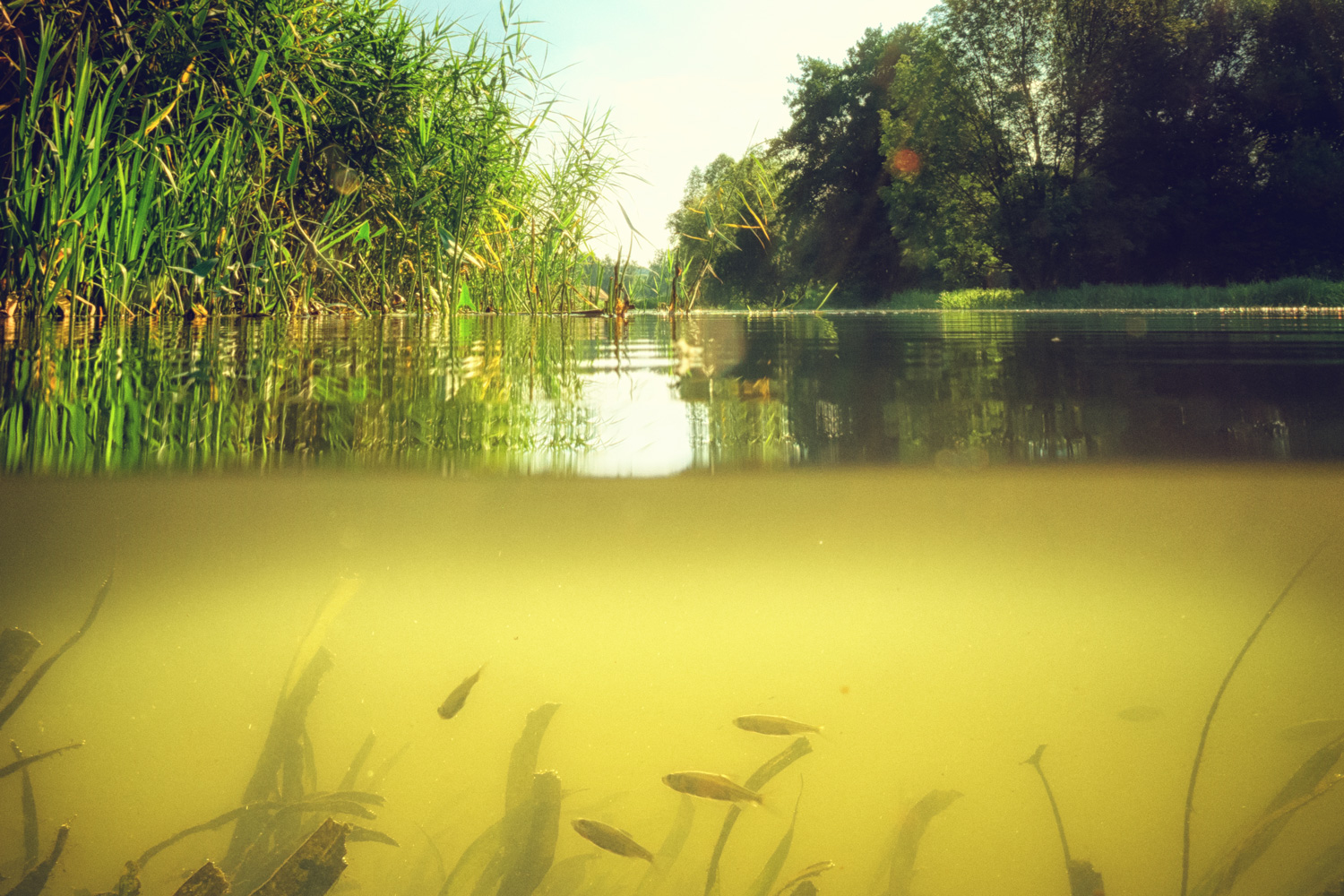 View of a pond split between below water, with fish, and above water with vegetation