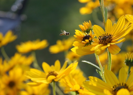Syrphid fly