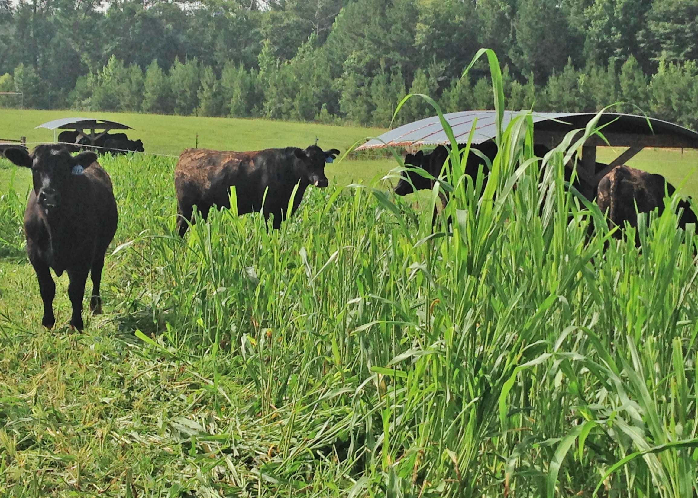 GrassFed Beef II