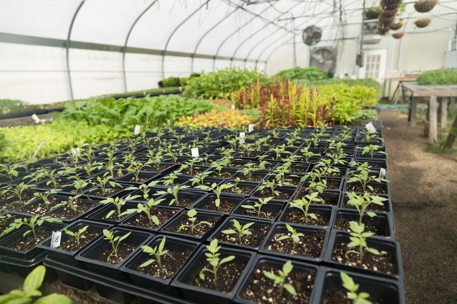 a greenhouse with ventilation fans protects growing plants and seedlings
