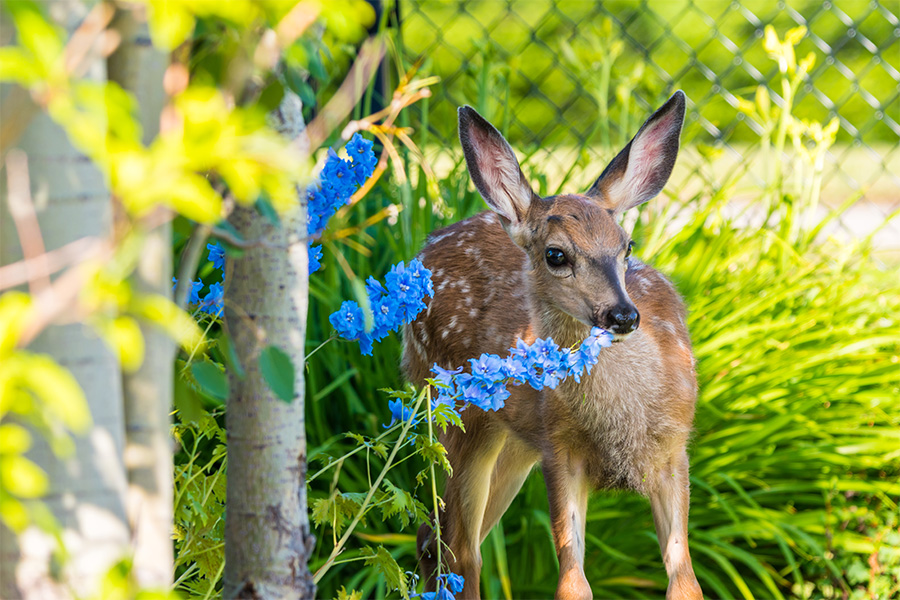 a young deer chews on a flowering plant