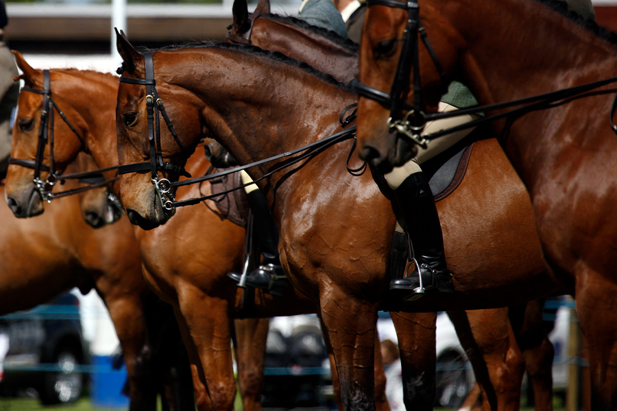 Bay colored horses stand in a line at a horse show