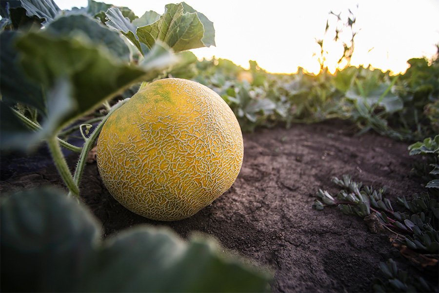 a melon is growing in a field