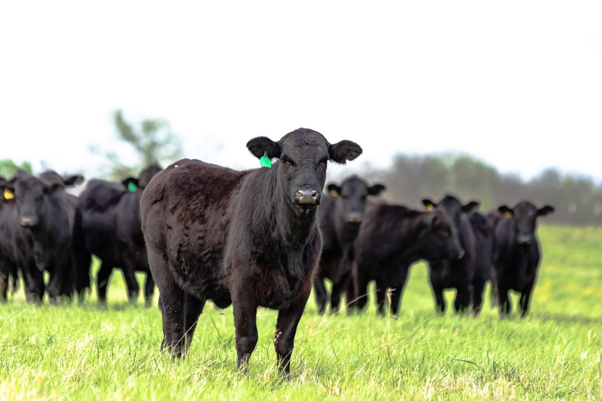 Angus cattle herd standing in a field with one heifer in the foreground