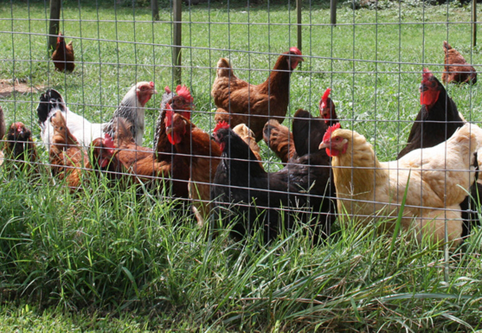 Keep backyard chicken flocks safe | CAES Field Report