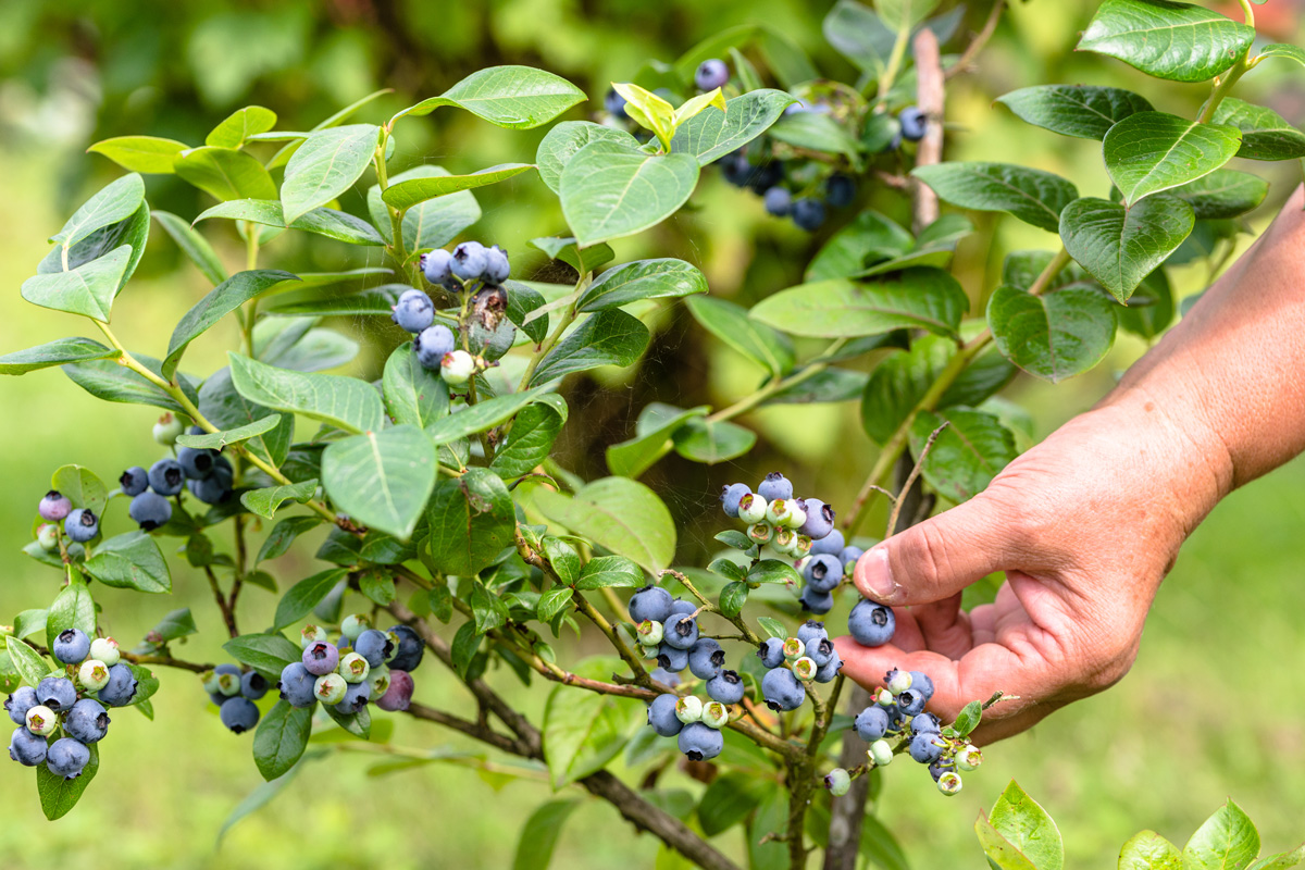 ripe blueberries being picked by a hand