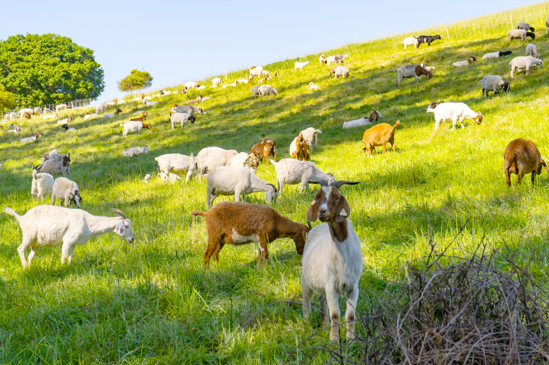 a herd of goats grazes in a hilly pasture