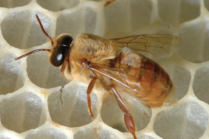 honeybee drone with a fuzzy vest over its midsection