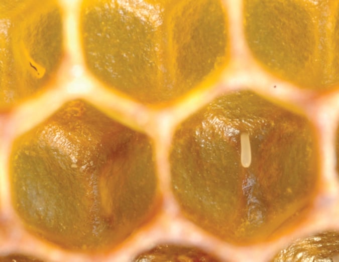 honeybee eggs in a comb