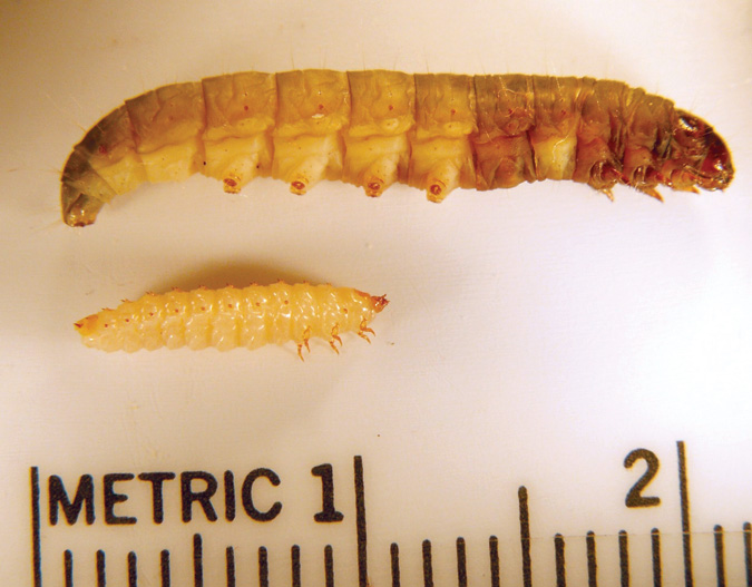 Small hive beetle larvae next to a scale showing their lengths