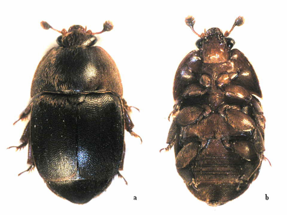 Small hive beetle adults, top and bottom views