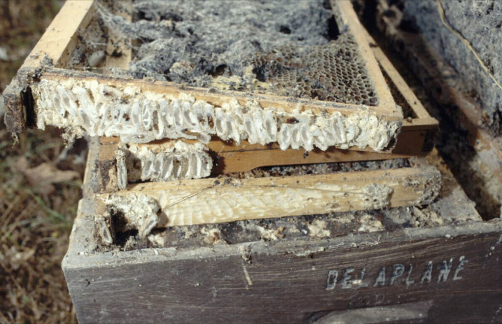 wax moths building nests on the frames of a honeybee hive