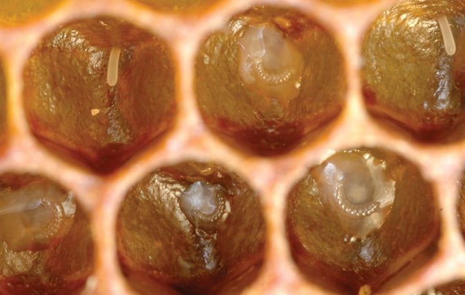 young honeybee larvae inside comb