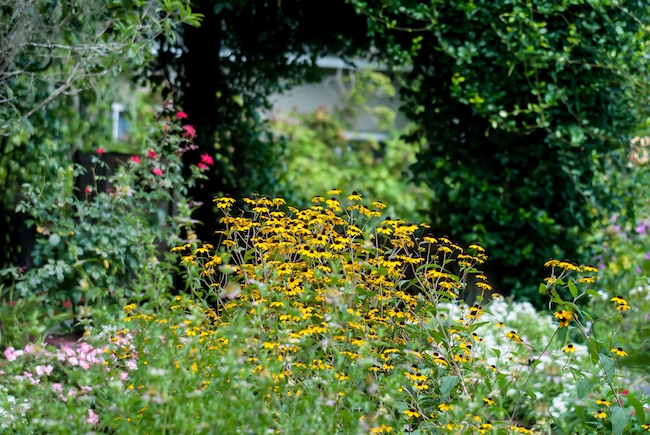 Brown-eyed Susan 2