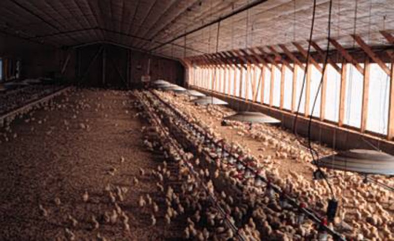 A pancake brooder mounted in a broiler house for floor-level heating of young chicks.