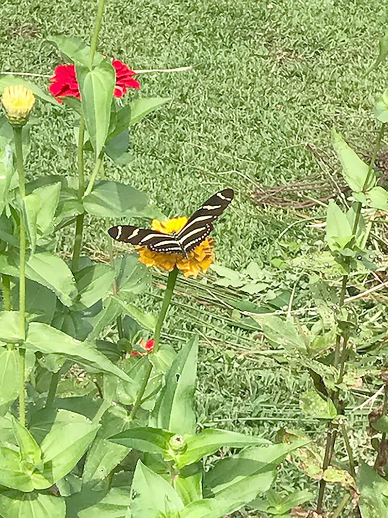 Butterfly garden