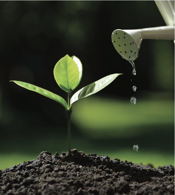 a watering can drips water near a seedling