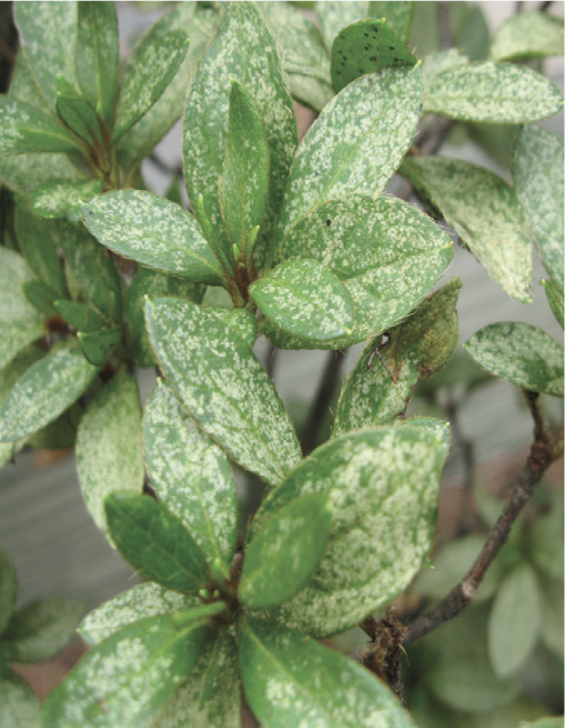 azalea lace bug damage