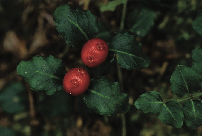 partridge berries on a bush