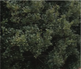 inkberry bush