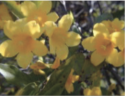 Carolina jessamine has yellow flowers that resemble a daffodil shape