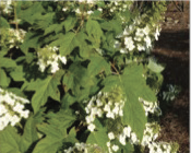 oakleaf hydrangeas have leaves shaped like those of an oak tree and white flowers