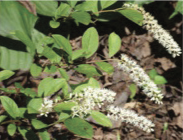 Virginia sweetspire has oblong leaves and spikes of white flowers