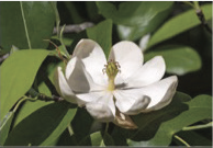 swamp magnolia with white flower