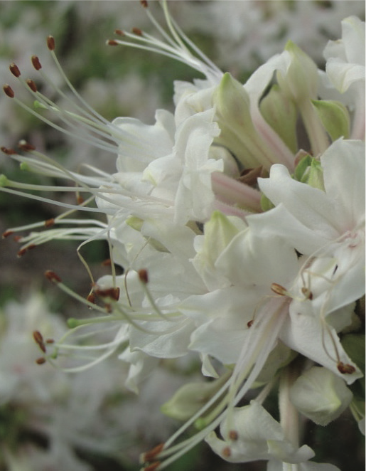 white azaleas