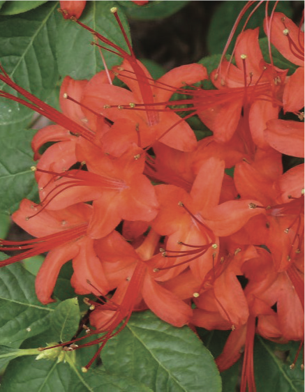 red azaleas