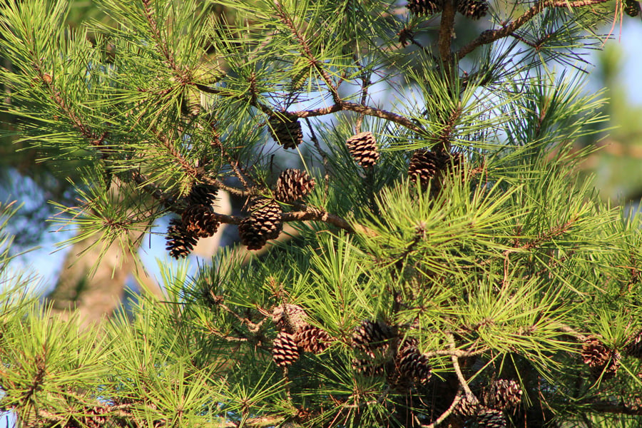shortleaf pine tree with pinecones