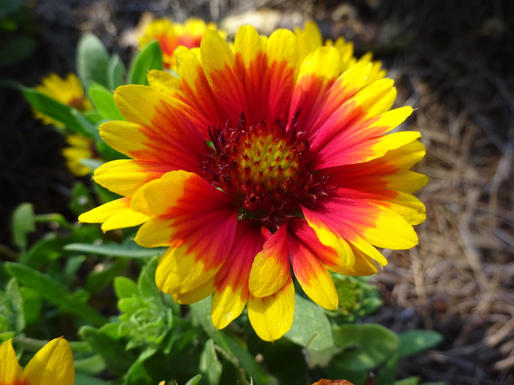 Gaillardia SpinTop, 'Red Starburst,' Dummen Orange