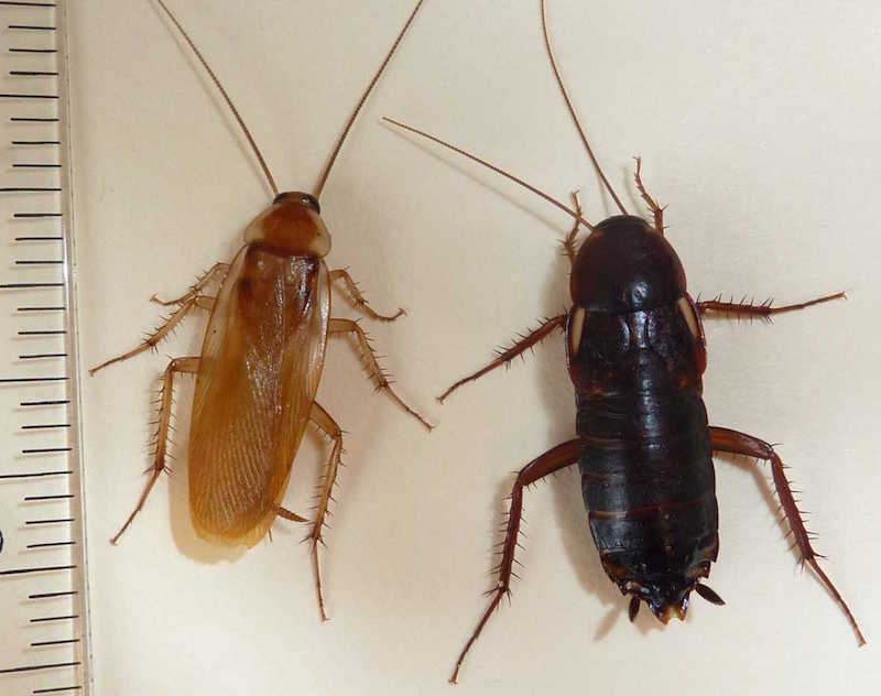 Gallery image 1 of 2