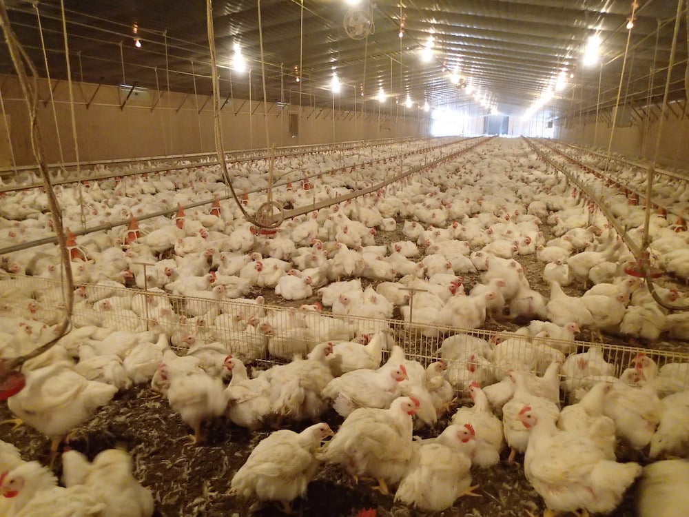 PoultryHouse