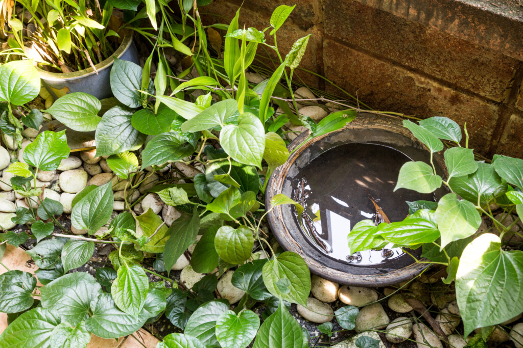 Plants growing close to the ground with smooth stones underneath with a tray of standing water next to a stone wall.