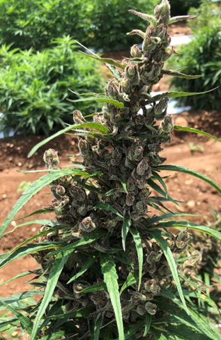 hemp plant