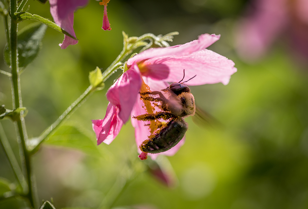 Georgia Pollinator Census
