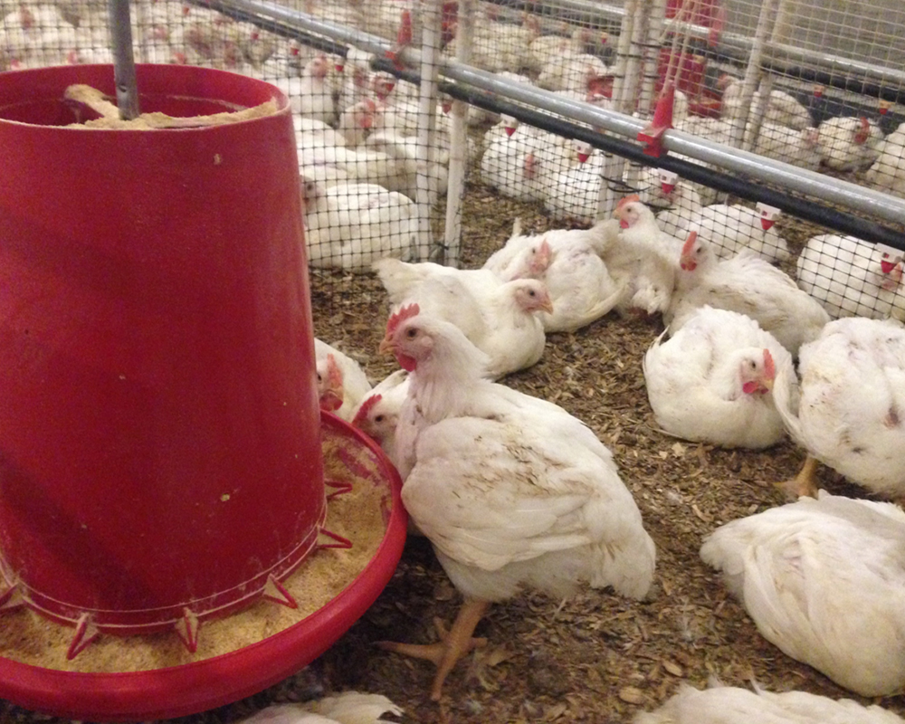 Poultry Research