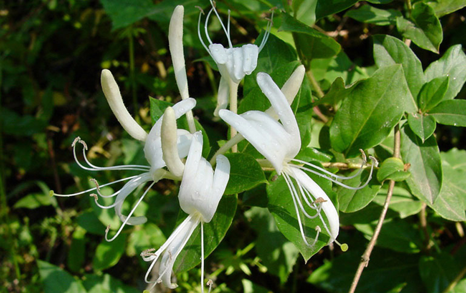 Japanese honeysuckle flowers against green foliage