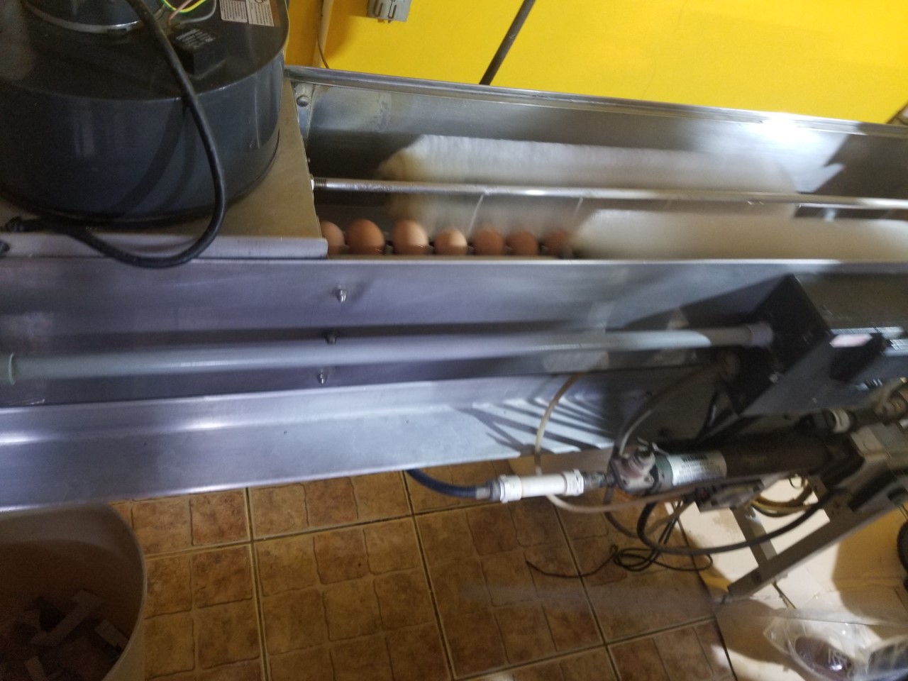 Eggs moving through an automatic egg washing machine on a small farm
