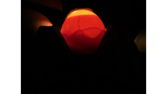 Candled hatching egg showing visible blood vessels and developing embryo inside the shell