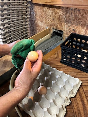 A producer wiping hatching eggs with a clean dry cloth before storage